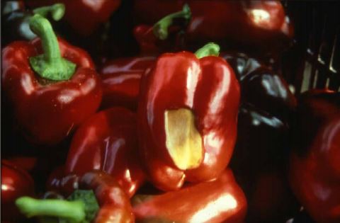 Example of sunscald on pepper